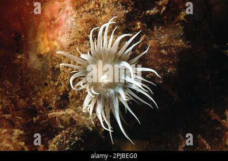 Seeanemone (Actinothoe sphyrodeta), Erwachsener, mit ausgestreckten Tentakeln, Swanage Pier, Swanage Bay, Insel Purbeck, Dorset, England, Großbritannien Stockfoto