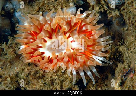 Dahlia Anemone (Urticina felina) Dickhornlilie, Dickhornlilie, Dickhornlilie, Seeanemone, Seeanemone, Sonstige Tiere Stockfoto