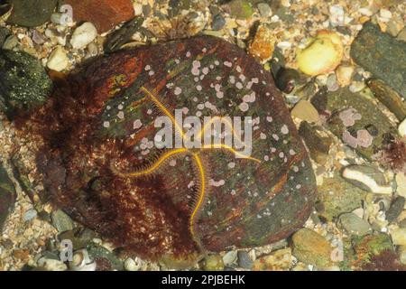 Fragile brittlestar, fragile brittlestar, andere Tiere, Stachelhäuter, Tiere, Gemeiner Brittlestar (Ophiothrix fragilis), Erwachsener, im Felsenbecken unten Stockfoto