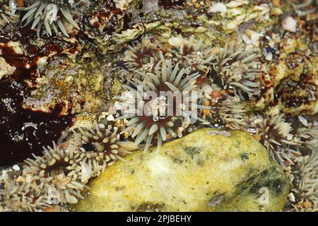 Elegante Anemone (Sagartia elegans), Erwachsener, mit ausgestreckten Tentakeln, im flachen Felsenpool, Polzeath, Cornwall, England, Großbritannien Stockfoto