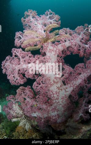 Lila Glomeratbaumkoralle (Dendronephthya spec.) Und Crinoiden in Riff, Horseshoe Bay, Nusa Kode, Rinca Island, Komodo N. P. Lesser Sunda Inseln Stockfoto