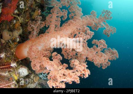 Orangenkorallen (Dendronephthya spec.) Und Crinoiden in Riff, Horseshoe Bay, Nusa Kode, Rinca Island, Komodo N. P. Lesser Sunda Inseln Stockfoto