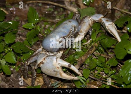 Landkrabben, andere Tiere, Krabben, Krebstiere, Tiere, Blaukrabbe (Discoplax hirtipes), Erwachsener, auf Waldboden, Weihnachtsinsel, Australien Stockfoto