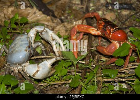 Blaukrabbe (Discoplax hirtipes) und Weihnachtsinsel Rotkrabbe (Discoplax hirtipes) Erwachsene, auf Waldboden, Weihnachtsinsel, Australien Stockfoto