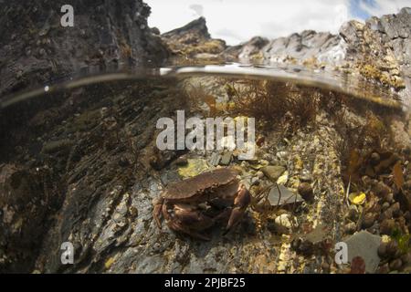 Taschenkrebse (Cancer pagurus), Erwachsene, Unterwasser im Steinbecken Habitat, Cornwall, England, Vereinigtes Königreich Stockfoto