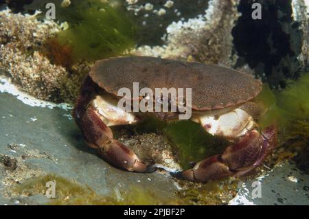 Taschenkrebse (Cancer pagurus), andere Tiere, Krebstiere, Tiere, Taschenkrebse, ausgewachsene, Angreifer, Kimmeridge Bay, Insel Purbeck, Dorset Stockfoto