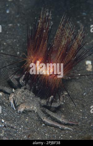 Dorippid Crab (Dorippe frascone) adult, Bears False Fire variable Fire urchin (Astropyga radiata), Lempriv Strait, Sulawesi, Sunda Islands, Indonesien Stockfoto