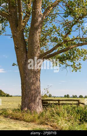 X canescens GRAUE PAPPEL (Populus) Stockfoto