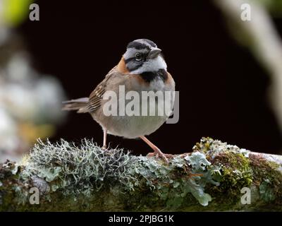 Rupus-haltiger Spatz im Nebelwald, Savegre, Costa Rica Stockfoto
