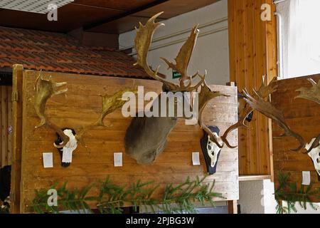 Trophäenshow, Damhirsch Stockfoto