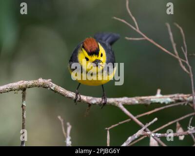 Ein gefangener Weißer im Nebelwald, Savegre, Costa Rica Stockfoto