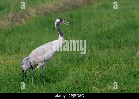 Gewöhnlicher Kran (Grus grus), auch bekannt als Eurasischer Kran, beobachtet in der Nähe von Nalsarovar in Gujarat, Indien Stockfoto