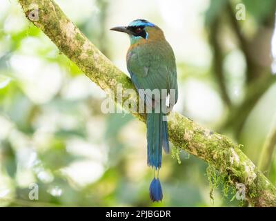 Motto des Unterrichts in der Biologischen Station Las Cruces, Costa Rica Stockfoto