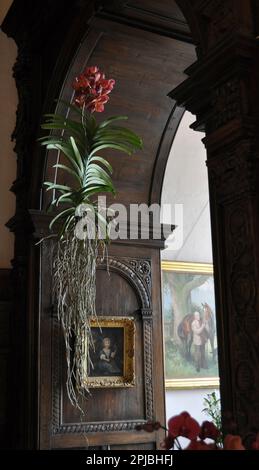 Orchideenfestival Burton Agnes Hall, East Yorkshire, England 2023 Stockfoto