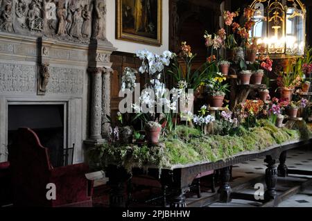 Orchideenfestival Burton Agnes Hall, East Yorkshire, England 2023 Stockfoto