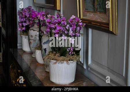 Orchideenfestival Burton Agnes Hall, East Yorkshire, England 2023 Stockfoto