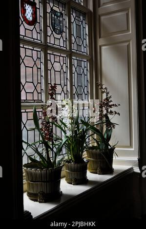 Orchideenfestival Burton Agnes Hall, East Yorkshire, England 2023 Stockfoto