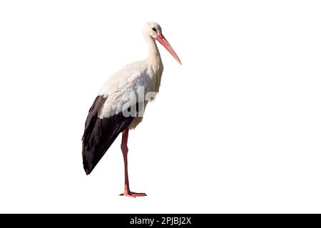 Weißer Storch isoliert auf weißem Hintergrund ( Ciconia ciconia ) Stockfoto