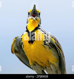 Porträt einer westlichen Meadowlark, die ihr Herz aus dem Gesicht singt und direkt auf den Zuschauer blickt. Aus nächster Nähe betrachtet. Stockfoto