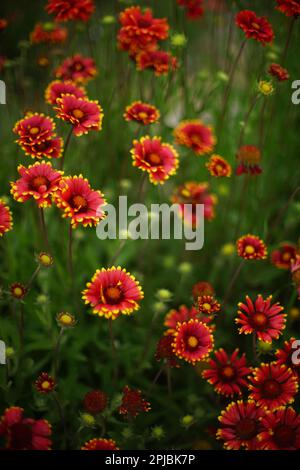 Gelb orange Blüten gaillardia wachsen im Sommer Tag, Nahaufnahme öffnen lebendige Knospen Stockfoto