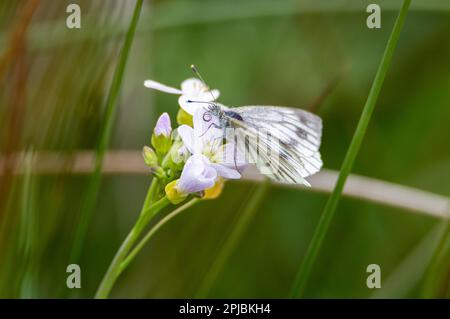 Grüner, weißer Schmetterling, der auf einer Kuckucksblume ruht Stockfoto