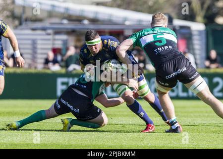 Treviso, Italien. 01. April 2023. 01/04/2023; Foto Alfio Gurise; Challenge Cup; Stadio Monigo Treviso; Benetton Treviso vs Connacht; Rugby; Ottavi di Finale; Benetton Treviso vs Connacht Rugby, Rugby Challenge Cup in Treviso, Italien, April 01 2023 Kredit: Unabhängige Fotoagentur/Alamy Live News Stockfoto