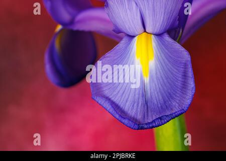 Makrofotografie einer Irisblume Stockfoto