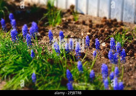 Traubenhyazinthen (Muscari) Stockfoto