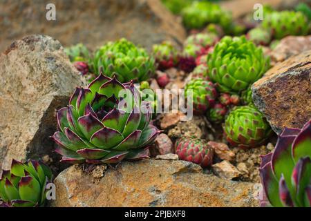 Nahaufnahme saftiger Sempervivum-Pflanzen zwischen stonessukkulenten Plantagen Stockfoto