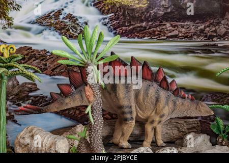 Der berühmte Stegosaurus stolperte vom späten Jurassic bis zur frühen Kreidezeit: Vor 161 bis 145 Millionen Jahren. Stockfoto