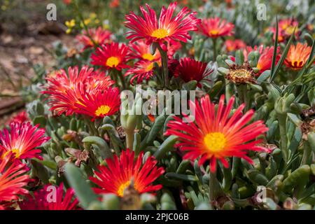 Malephora crocea ist eine Blütenart der Eispflanzenfamilie, die unter dem gebräuchlichen Namen Coppery mesemb und Red Ice plant bekannt ist. Die Flora Israels. Stockfoto