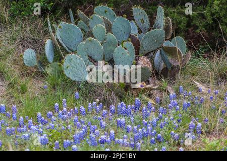 Stachelbirnen-Kaktus mit wilden Blumen am Straßenrand im Texas Hill Country Stockfoto