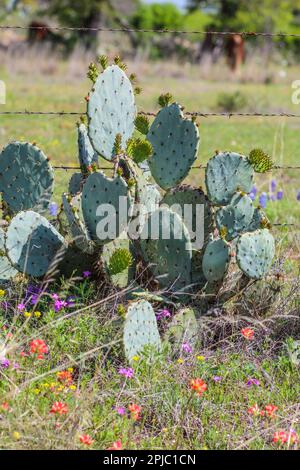 Stachelbirnen-Kaktus mit wilden Blumen am Straßenrand im Texas Hill Country Stockfoto