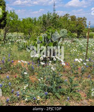 Stachelbirnen-Kaktus mit wilden Blumen am Straßenrand im Texas Hill Country Stockfoto