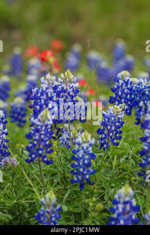 Texas Bluebonnets am Straßenrand Stockfoto