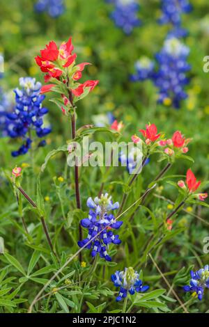 Texas Bluebonnets am Straßenrand Stockfoto