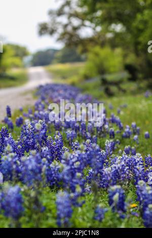 Texas Bluebonnets am Straßenrand Stockfoto