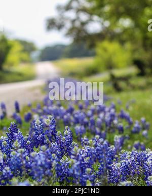 Texas Bluebonnets am Straßenrand Stockfoto