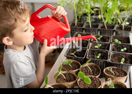 Süßer Junge, der Pflanzen zu Hause aus einer roten Gießkanne auf der Fensterbank gießt. Konzept von Lernen und Pflege. Gesunde Setzlinge, Hobbygärtnerei Stockfoto