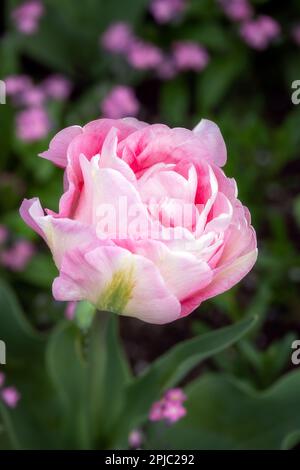 Schöne Tulipa Angelique im Frühling Stockfoto