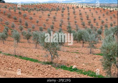 Große Ölbaumfelder in Andalusien (Spanien) Stockfoto