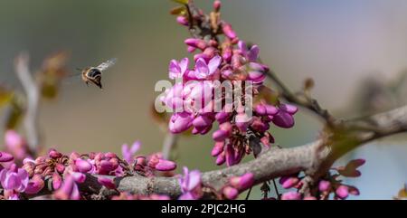 Honigbiene, die über die violetten Blüten des Liebesbaums oder des judas-Baumes fliegt (Cercis siliquastrum) Stockfoto