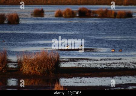 Loch of Strathbeg, Schottland Stockfoto