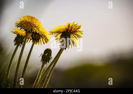 Nahaufnahme einer gelben Blütenpflanze gegen den Himmel Stockfoto