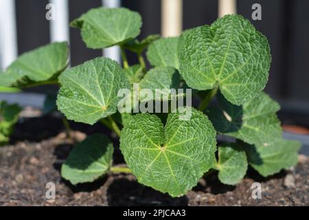 Jungpflanze von Hollyhock (Alcea rosea) im Frühlingsgarten Stockfoto