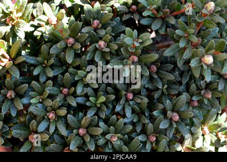 Vollbild eines chinesischen Zwergrhododendrons mit Knospen Stockfoto