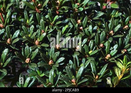 Draufsicht auf den chinesischen Zwergrhododendron mit Knospen Stockfoto