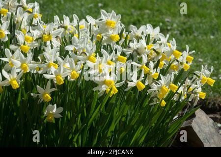 Narzissen „Goldene Echos“ Blüten sind dreieckige Blüten, goldgelbe Trompete und spitz weiße Blütenblätter, die sich in der Gartenquelle zusammenklumpen Stockfoto