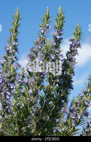 Rosmarin, Pflanze, Rosmarinus officinalis, Blüte, Kräuter, Garten, Salvia rosmarinus Stockfoto