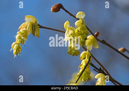 Blüte, Corylopsis sinensis „Spring Purple“, Blüten, Zweig, Blume, Nahaufnahme Stockfoto